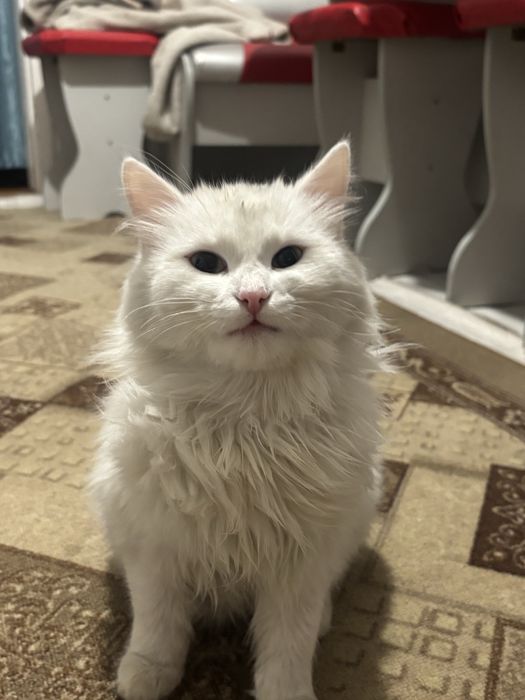 Ұл мысық жақсы қолға беремін