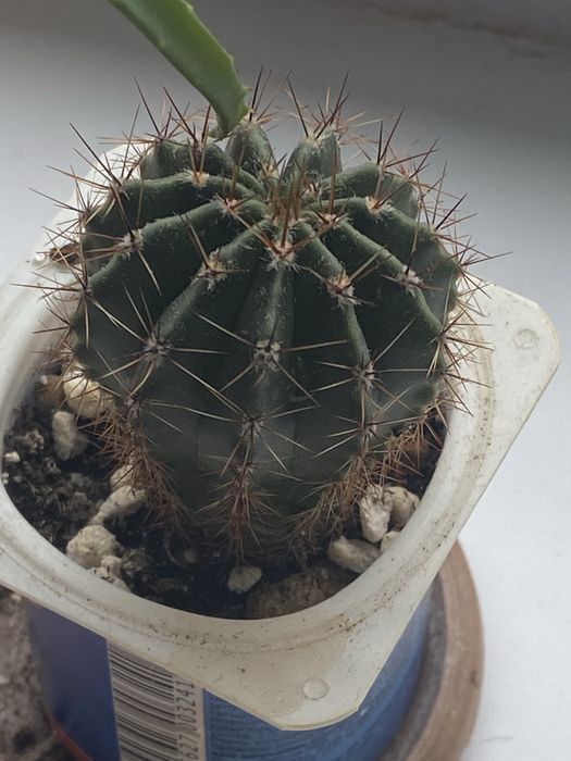 Цветы комнатные отдам бесплатно