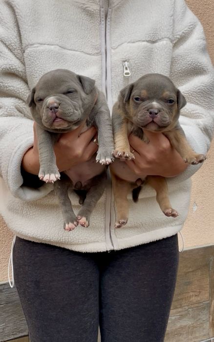 ТОП Реални ПОКЕТ Американско були / Трицветни