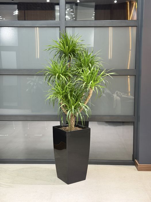 Тувакда хонаки гуллар, тайор комплект оптом ва донага