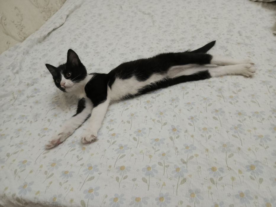 Черно белый котёнок ищет добрые руки