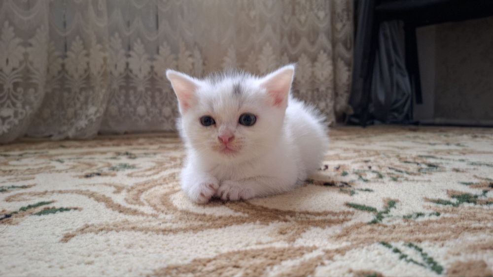 Mushuk bolasi  sotiladi skotsh strayd