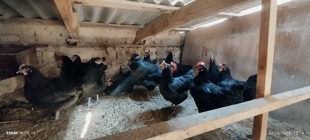 Qora shaxzoda xoroz tovuqlar tuxumga kirgan soğlom