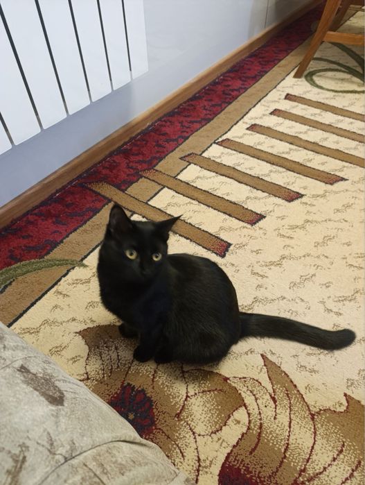 Дуся в поиске семьи! Ташкент!