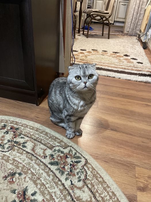 В добрые руки кошку