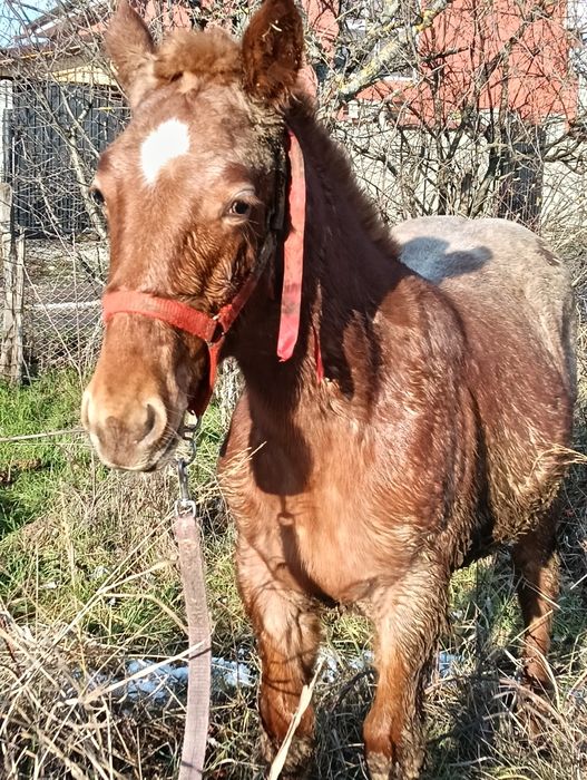 Vand mânz din cai grei