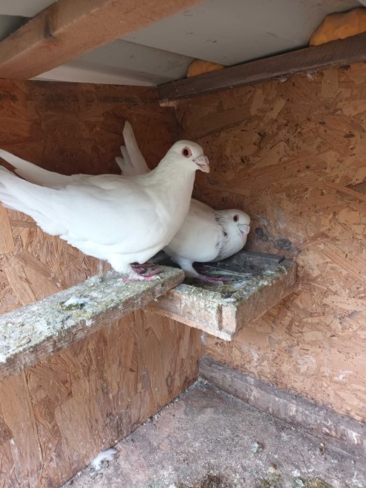 Pereche porumbei ornament