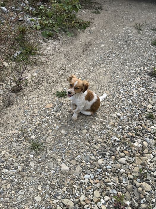 Caței abandonați