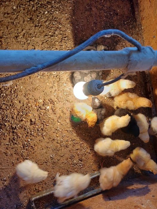 Цыплята 3 недельные