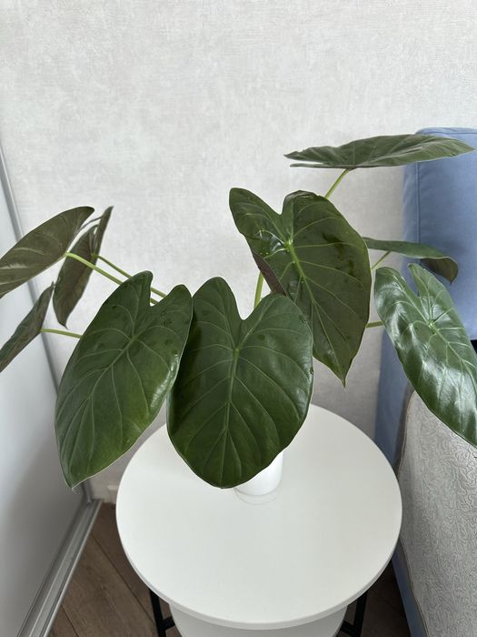 Алоказия  венти