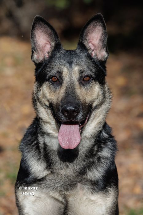 Восточно Европейская Овчарка