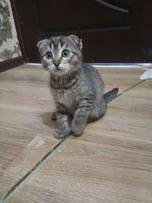 Продаются котята девочка и мальчик