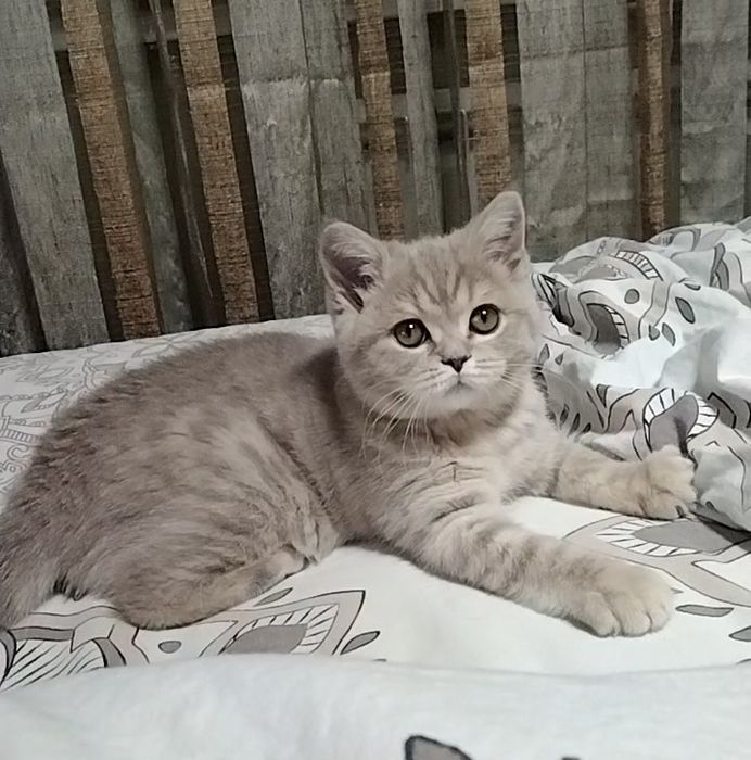 Шоу класс! Девочка.