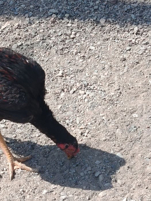 Ноябрьский  Жужа