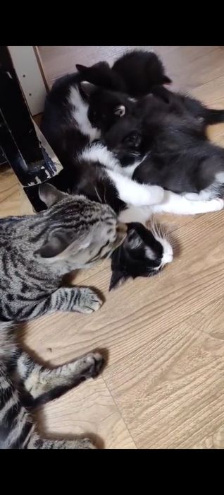 Котята , самостоятельные