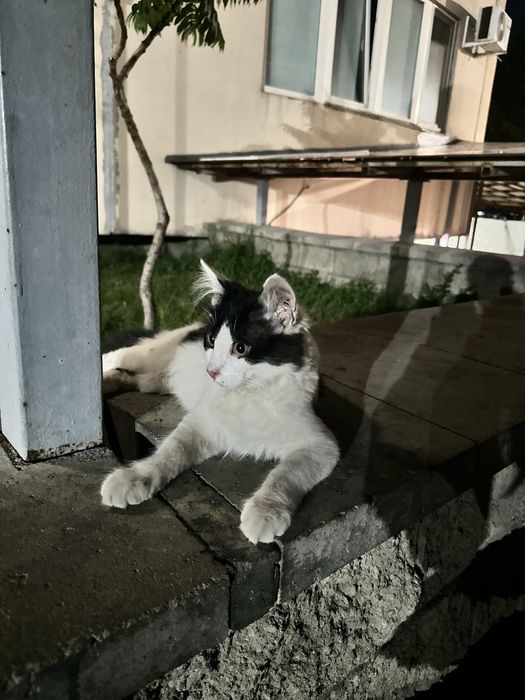Котик ищет семью