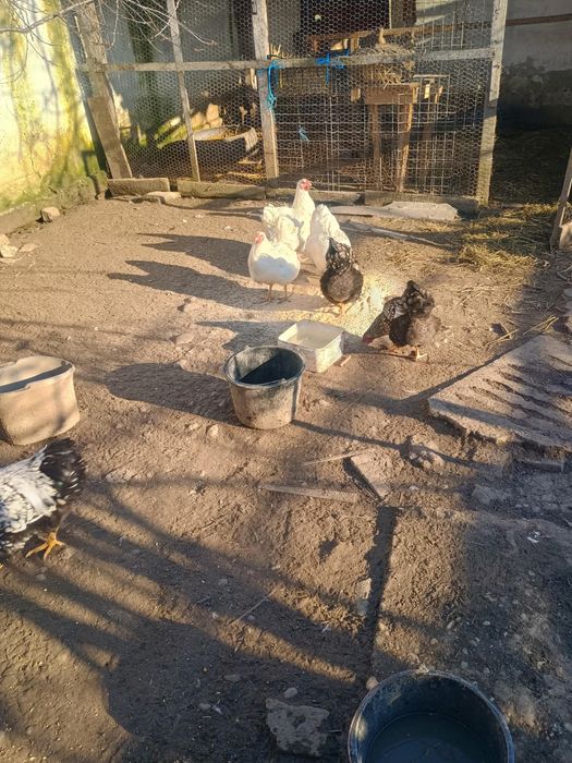 Oua de găini wyandotte