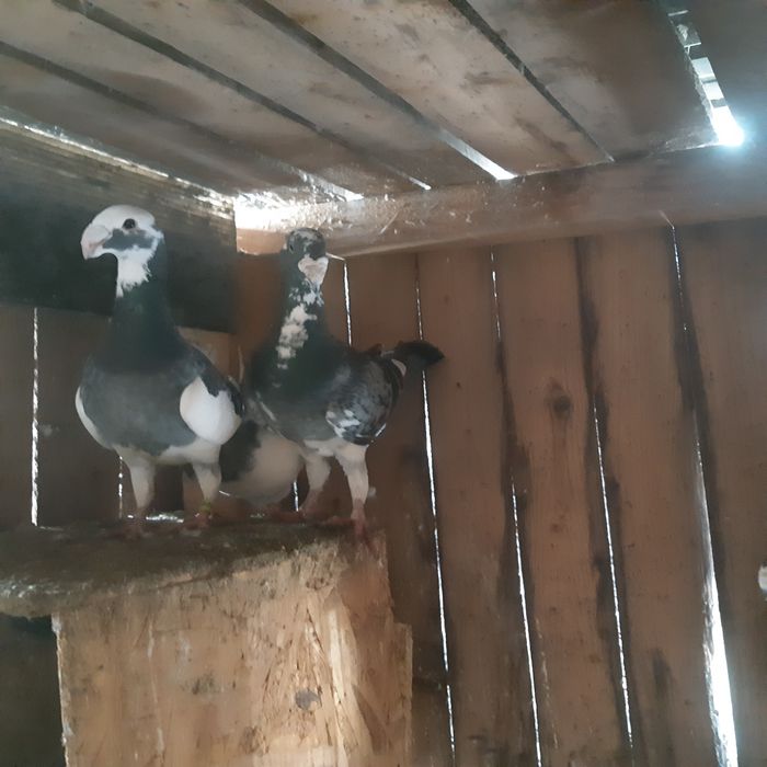 Schimb porumbei cu Perusi