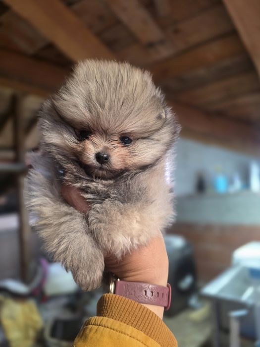 Мини померан момичета