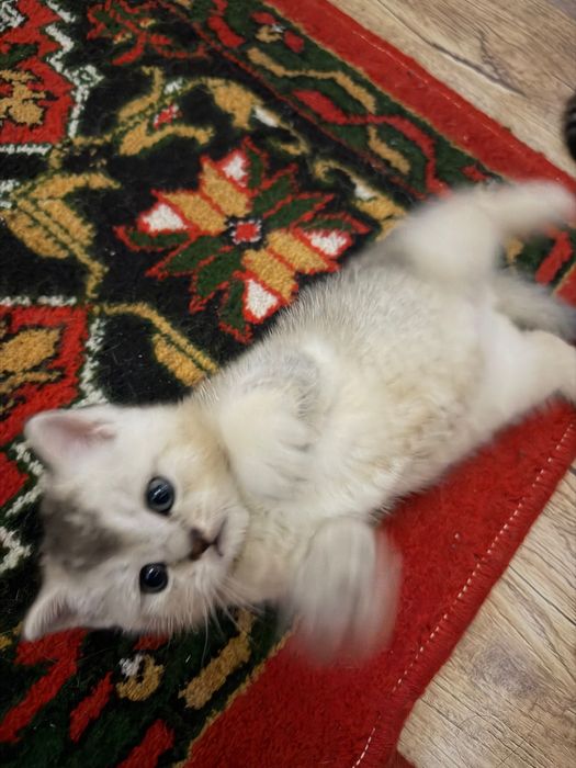 Котята короткошерстные британцы  1,5 месяцев