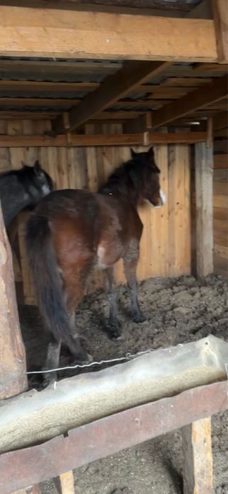 Тай сатылады алде ауыстырылады, Продам полуторника или обмен