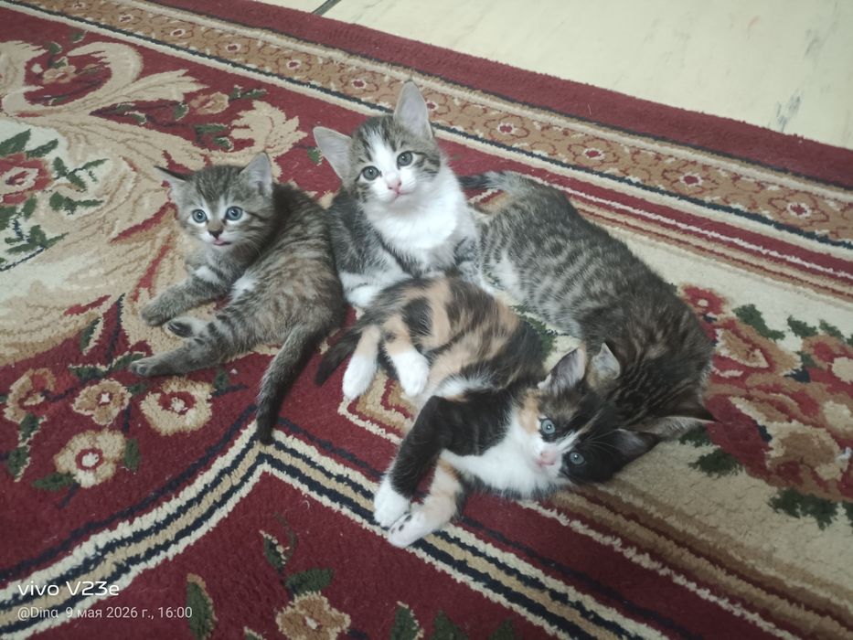 Котятки для любви домашние свои