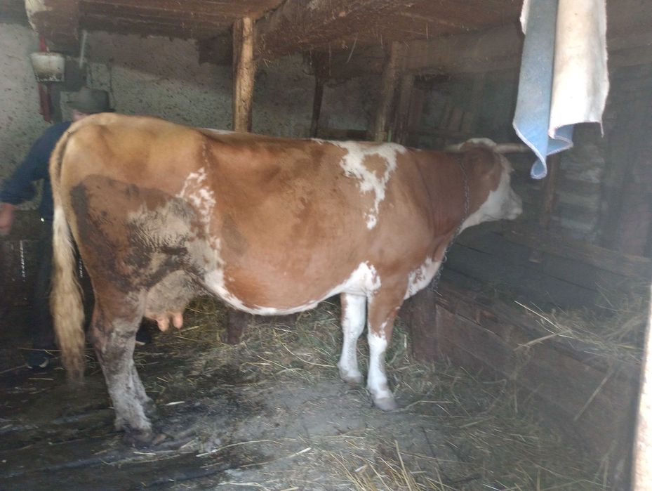 Vacă bălțata de vânzare