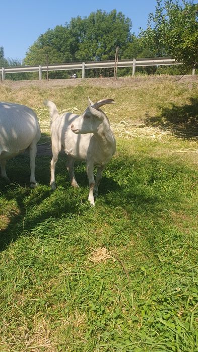 Animale de casa  disponibile