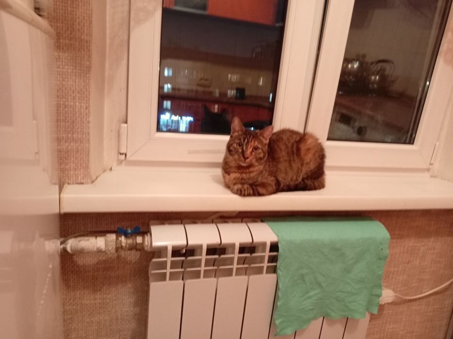 Одам кошку в добрый руки