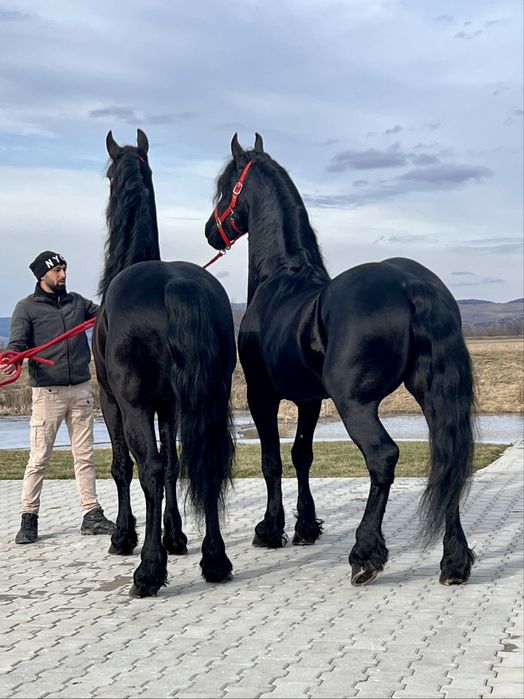 Friesieni Pereche Frizieni Echitatie Calarie