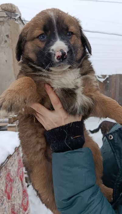 Ищем надежного хозяина для щенка