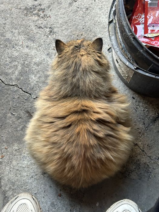 Бойкая кошка ищет дом