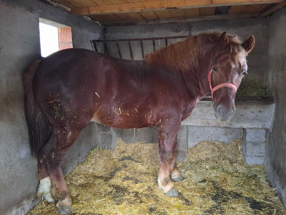 Vand manz de aproape doi ani mai multe detali la telefon