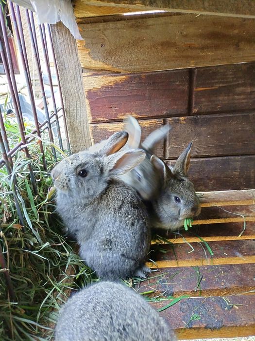 Pui iepure uriaș german