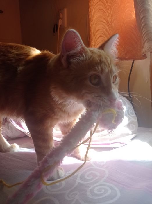 Отдам кота в хорошие руки