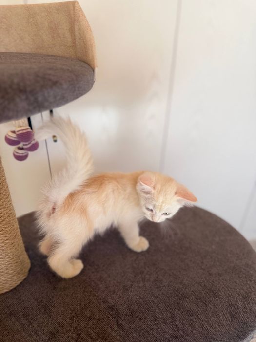 Кот Scottish Straight