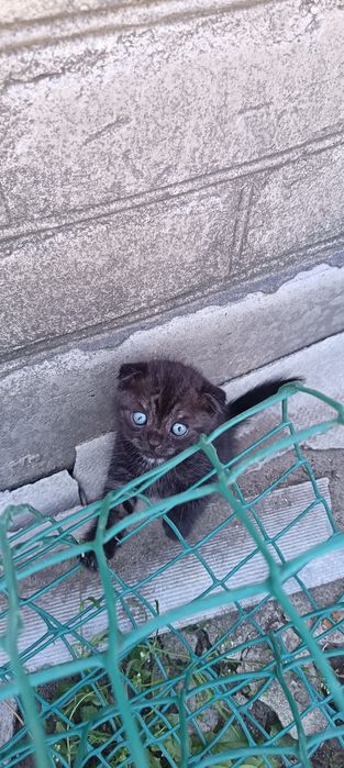 Продам котят веслоухих