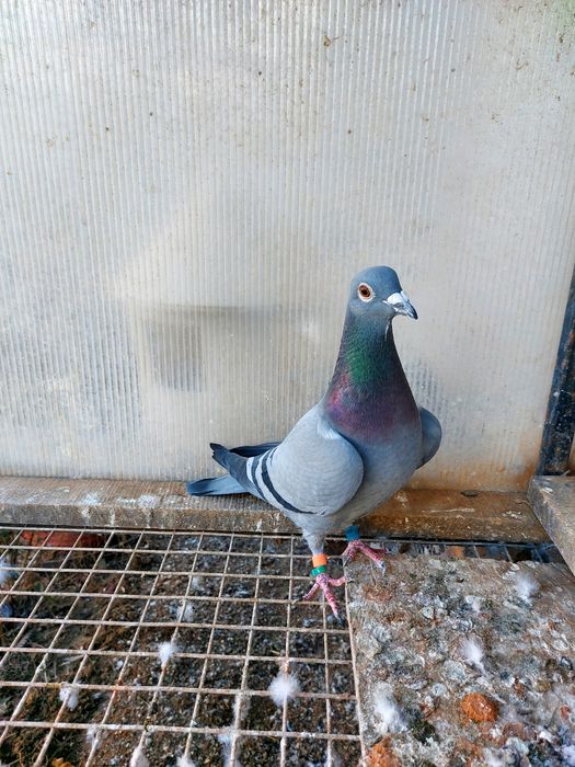 Disponibili pentru cei interesați