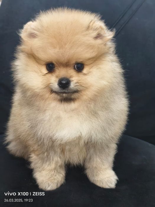 Очаровательные щенки шпица.