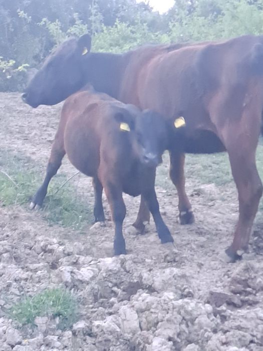 Vitei , vaci ,angus, Vițele ,de carne