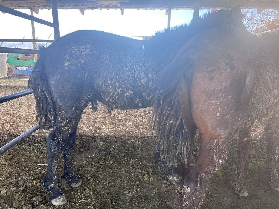 Сатылады құнан бордақы