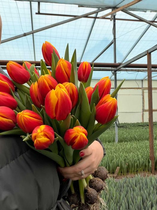 Тюльпаны корпаративы на 8 март