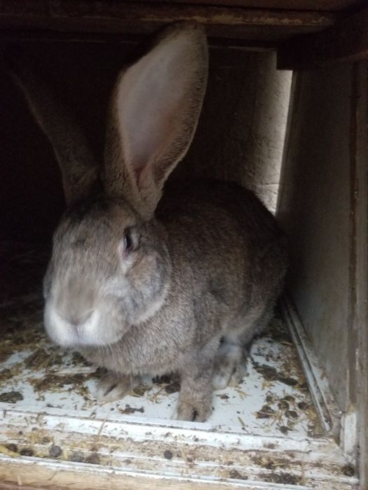 Flandr bolalari sotiladi 1oylik dan 45kunlikgacha