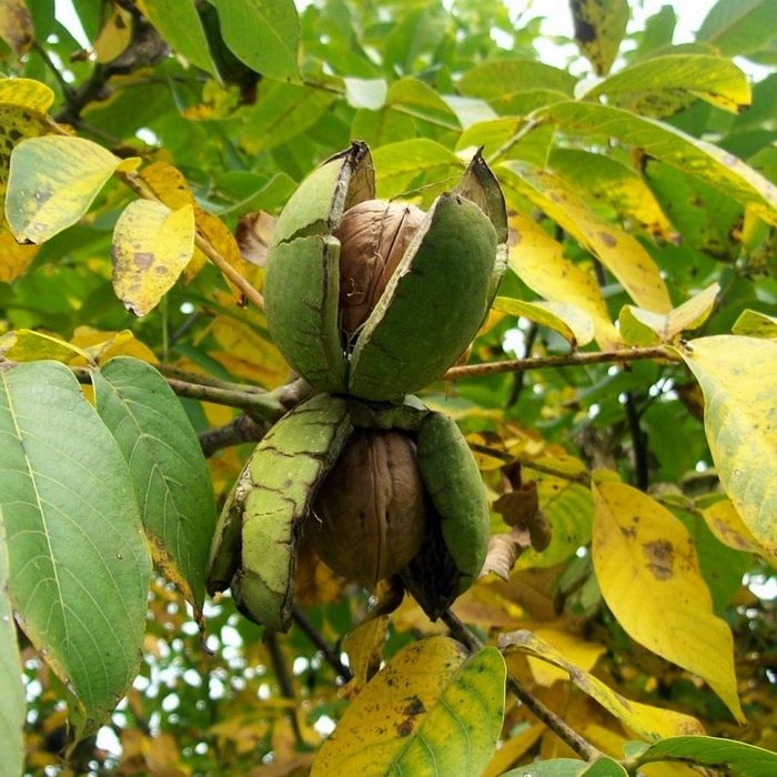 Pomi fructiefri clasici altoiti