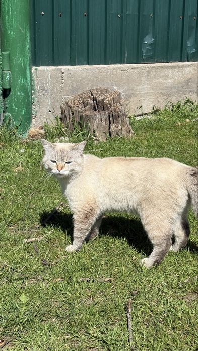 Шикарный тайский котик