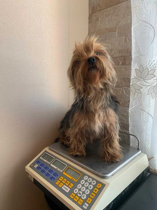 продавам мъжки йоркшир териери