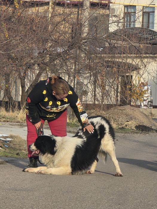 Профессиональная дрессировка
