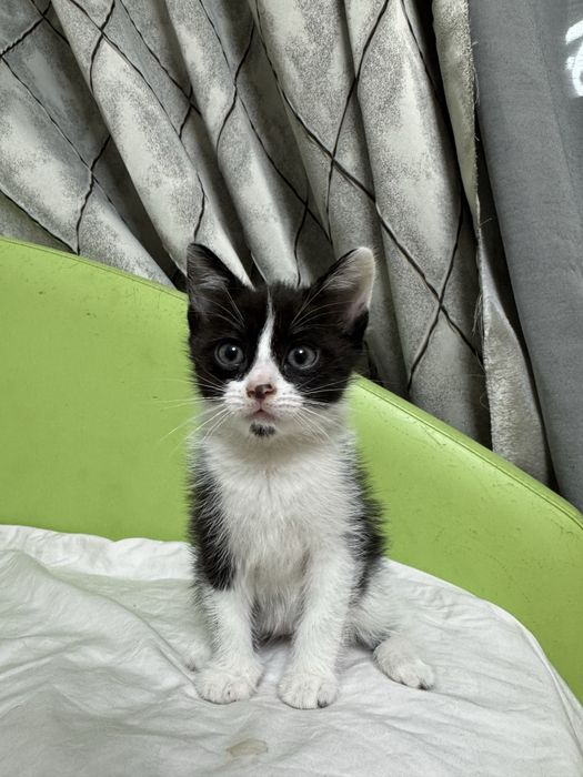 Отдам котят в хорошие руки