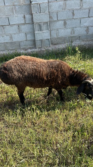 Продам баранов