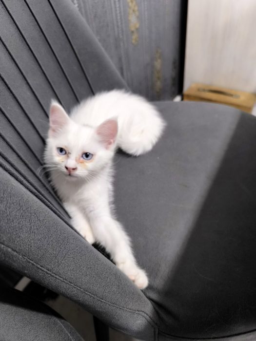 Отдаются котята в добрые руки